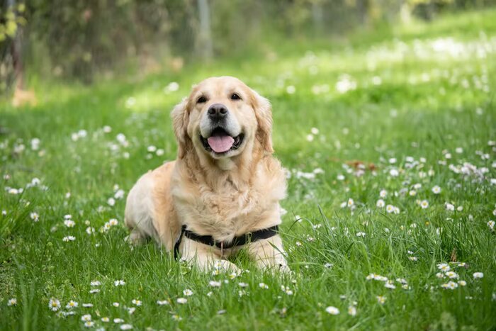 Anjing Labrador